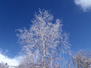 arbre gelé sur fond de ciel bleu