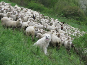 Moutons et chèvres